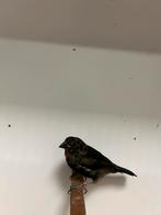 1-1 antillendikbekje ( in nl ), Dieren en Toebehoren, Vogels | Overige Vogels, Meerdere dieren, Tropenvogel, Geringd