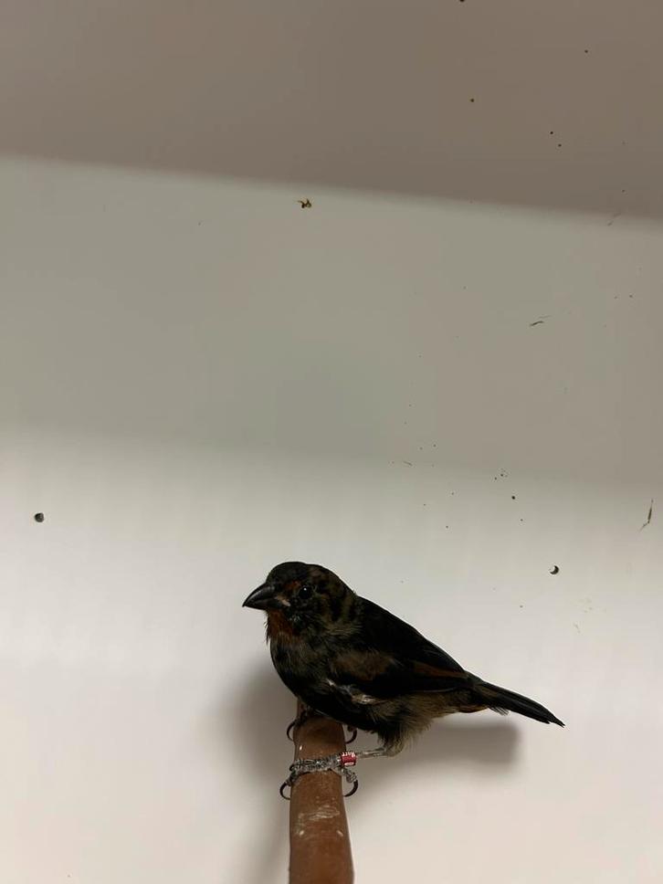 1-1 antillendikbekje ( in nl ), Dieren en Toebehoren, Vogels | Overige Vogels, Tropenvogel, Meerdere dieren, Geringd