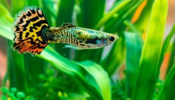 Guppy Mix  beschikbaar voor biedingen