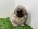 Pekingees Pups, Dieren en Toebehoren, Honden | Chihuahua's en Gezelschapshonden, België, 8 tot 15 weken, CDV (hondenziekte), Meerdere