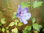 Hibiscus in pot +4 jaar oud staan in bloem, Tuin en Terras, Planten | Tuinplanten, Volle zon, Vaste plant, Zomer, Ophalen