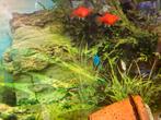 Coral platy. Jongen van de moedervissen. Ouders niet tekoop