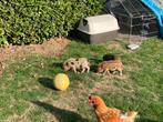 Gottinger varkentjes, Dieren en Toebehoren, Overige Dieren, Augustus, Vrouwelijk