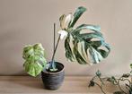 Monstera variegata, Enlèvement