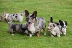 Welsh Corgi Cardigan pups te koop - Ouders aanwezig, Dieren en Toebehoren, België, CDV (hondenziekte), 8 tot 15 weken, Meerdere
