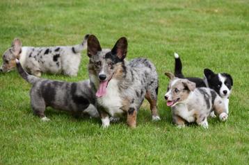 Chiots Welsh Corgi Cardigan à vendre - Parents présents, Plusieurs, Parvovirose, Belgique, Berger