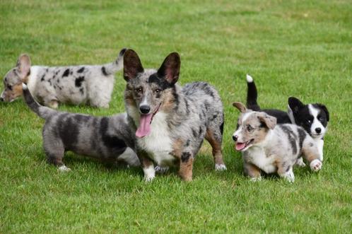 Welsh Corgi Cardigan pups te koop - Ouders aanwezig, Dieren en Toebehoren, Honden | Herdershonden en Veedrijvers, Meerdere dieren