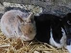 Dwergkonijntjes, Dieren en Toebehoren, Konijnen, 0 tot 2 jaar