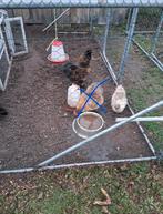 Trio zijdehoeners, Plusieurs animaux, Poule ou poulet