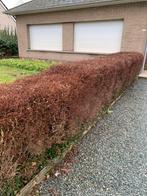 Japanse buxus haag circa 10m lang, 60 cm breed, Tuin en Terras, Ophalen, Buxus, Haag