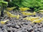 Caridina Galaxy Fishbone Yellow Uitgeselecteerd, Dieren en Toebehoren, Kreeft, Krab of Garnaal, Zoetwatervis