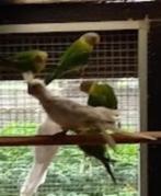 pruimkop parkieten, Dieren en Toebehoren, Vogels | Parkieten en Papegaaien, Meerdere dieren, Parkiet, Geringd
