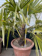 Winterharde palmboom, Ophalen, Winter, Palmboom