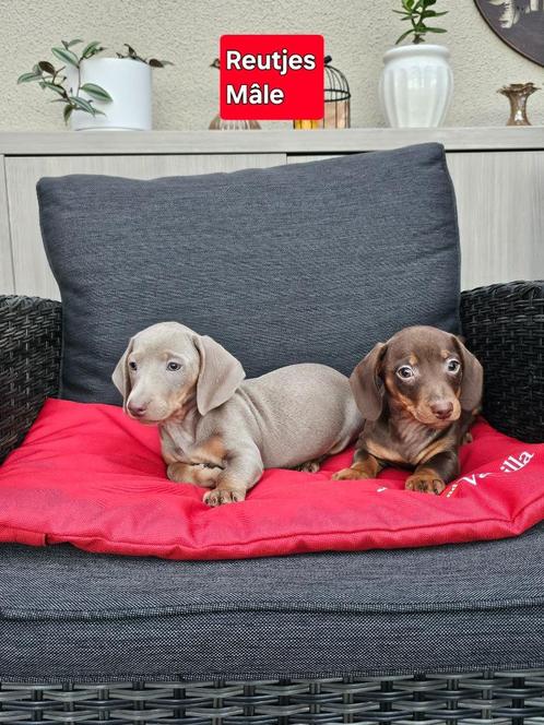 mooie korthaar teckel pups, Dieren en Toebehoren, Honden | Teckels en Dashonden, Meerdere dieren, Korthaar, Dwerg, Fokker | Professioneel