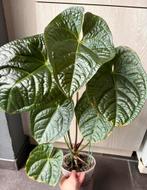 Anthurium Magnificum x Luxurians, Huis en Inrichting, Kamerplanten, Ophalen