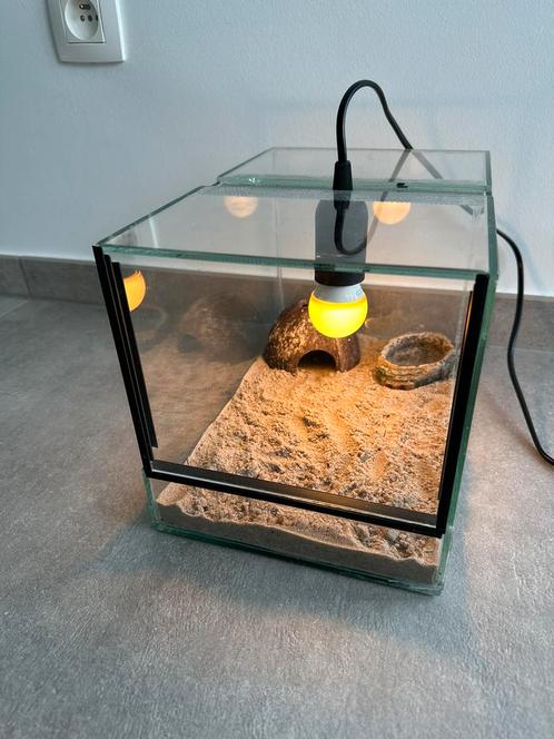 Terrarium met lamp en opstartklaar voor kleine reptielen, Dieren en Toebehoren, Reptielen en Amfibieën | Toebehoren, Zo goed als nieuw