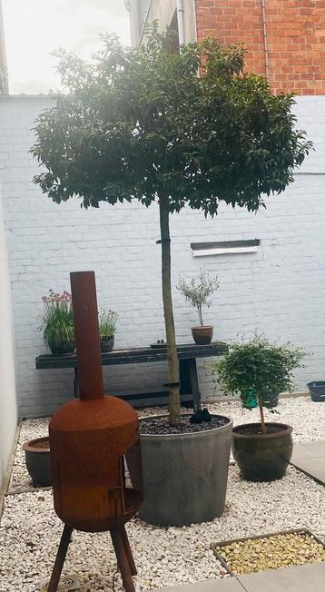 Laurier du Portugal sur tige + pot, Enlèvement