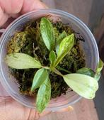 Philodendron joepii variegata, Huis en Inrichting, Kamerplanten, Ophalen