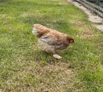 Jonge brahma hen, Dieren en Toebehoren, Vrouwelijk, Kip