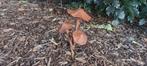 Roestige paddestoelen, Ophalen of Verzenden, Nieuw