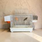 Couple de canaris avec cage neuve complète, Animaux & Accessoires, Plusieurs animaux