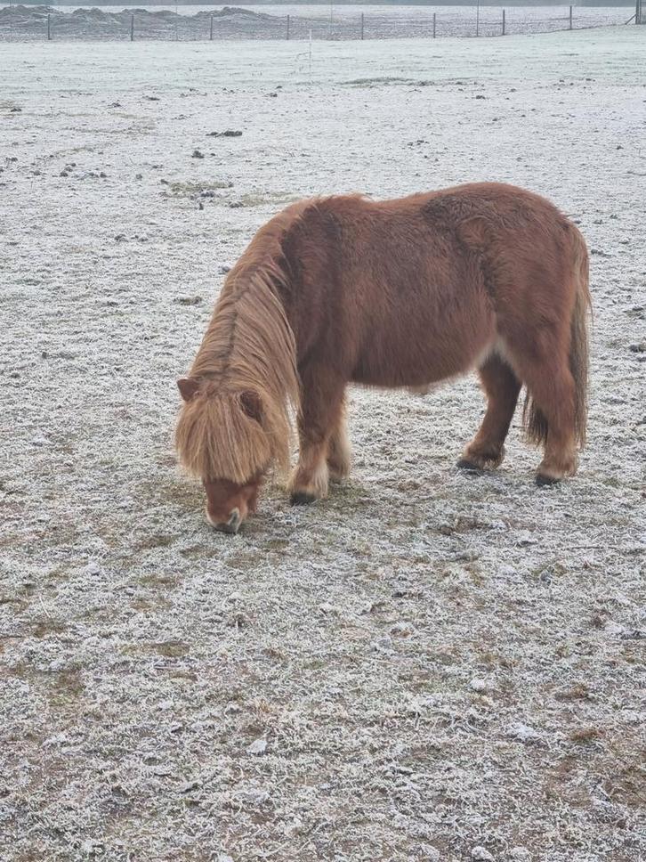 Super kroonmerrie, Dieren en Toebehoren, Pony's, Merrie