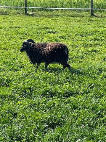 Soay schaap ram, Mannelijk