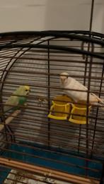 2 parkieten plus keuze uit 2 kooien, Dieren en Toebehoren, Vogels | Parkieten en Papegaaien