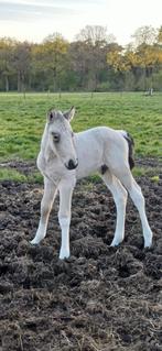 Zeer gaaf en uniek valkbont D pony veulen!, Dieren en Toebehoren, Pony's, 0 tot 2 jaar, Hengst, Gechipt, Onbeleerd