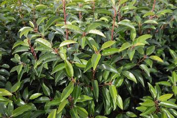 Portugese laurier! beschikbaar voor biedingen