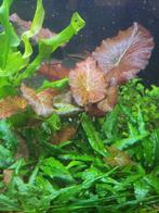 Rode of groene tijger Lotus, Dieren en Toebehoren, Ophalen