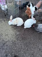 Duitse reuzen rammetjes, Dieren en Toebehoren