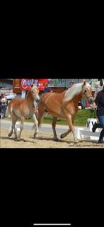 Haflinger merrie veulen, Merrie