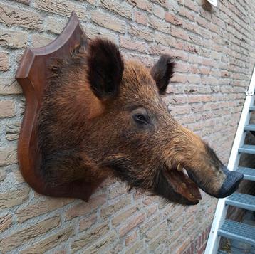 Opgezette kop zwijn taxidermie jacht schedel hert gewei  beschikbaar voor biedingen