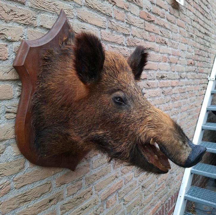 Opgezette kop zwijn taxidermie jacht schedel hert gewei, Verzamelen, Dierenverzamelingen, Gewei of Kop, Wild dier, Ophalen