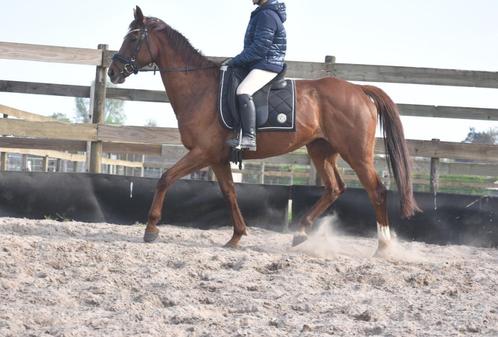Lieve, chique merrie, Dieren en Toebehoren, Paarden, Merrie, B, Minder dan 160 cm, 11 jaar of ouder, Recreatiepaard, Met stamboom