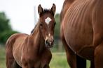 BWP hengstveulen uit top merrielijn Dingenshof, Springpaard, Gechipt, Niet van toepassing, 0 tot 2 jaar