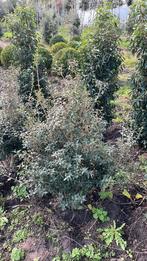 Osmanthus burkwooddi kluitplanten 80-100 cm, Tuin en Terras, Ophalen