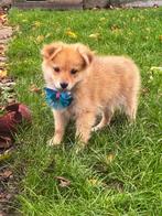 Speelse keeshondjes te koop, Dieren en Toebehoren, België, Keeshond, CDV (hondenziekte), 8 tot 15 weken