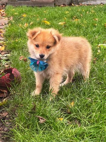 Speelse keeshondjes te koop  beschikbaar voor biedingen