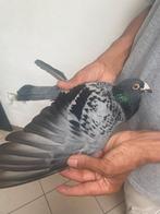 Reisduiven TE KOOP!!!!, Dieren en Toebehoren, Vogels | Duiven