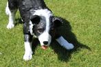 Standbeeld van een levensgrote BORDER COLLIE hond, Ophalen, Nieuw, Kunststof, Dierenbeeld