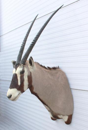 Grote opgezette kop SPIESBOK / GEMSBOK antilope beschikbaar voor biedingen