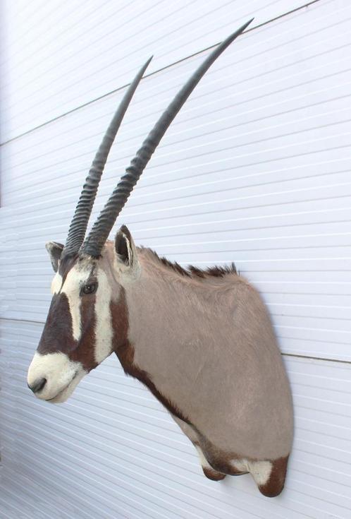 Grote opgezette kop SPIESBOK / GEMSBOK antilope, Verzamelen, Dierenverzamelingen, Zo goed als nieuw, Opgezet dier, Wild dier, Ophalen