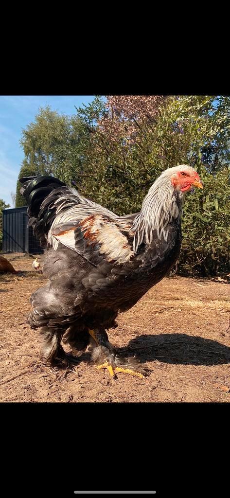 Gezocht brahma groothoender, Dieren en Toebehoren, Pluimvee