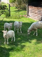 Wiltshire horn ram lam, Animaux & Accessoires, Moutons, Chèvres & Cochons