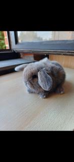 100% raszuiver minilop uk lijnen mooie maanoog ogen rammetje, Dieren en Toebehoren, Konijnen, Klein