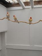 Chardonnerets majeurs, couleur sauvage, tête blanche 2025.