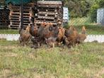 Grote brahmas meerzomig goud en blauwpatrijs, Dieren en Toebehoren, Pluimvee, Meerdere dieren, Kip