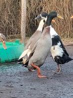 Loopeend man, Dieren en Toebehoren, Mannelijk, Eend